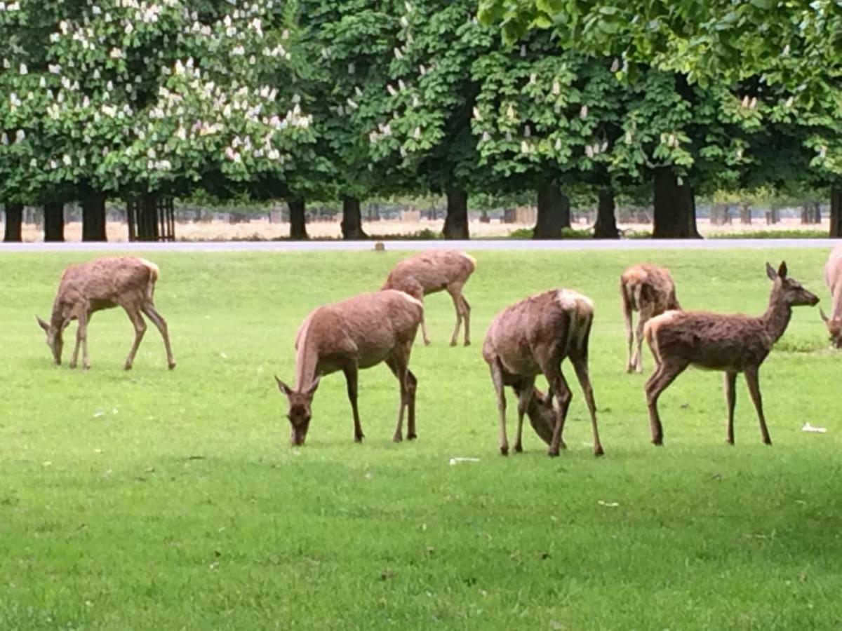 テディントン Old Station Gardens, Sw London Bed & Breakfast エクステリア 写真